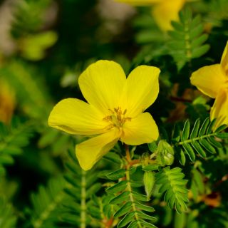Tribulus terrestis